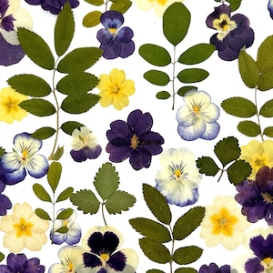 Real pressed dried flowers, Dried flowers,  Pressed flowers, Edible flowers Mix of dried flowers for resin