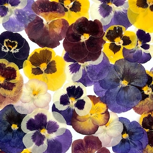 Violas set of 30, Edible flower, Pressed Dried Pansies, Real pressed dried flowers, Dried flowers,  Pressed flowers, Edible pressed flowers