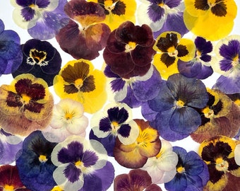 Violas set of 30, Edible flower, Pressed Dried Pansies, Real pressed dried flowers, Dried flowers,  Pressed flowers, Edible pressed flowers
