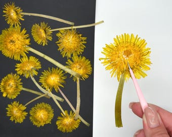 Dandelion flowers, SET of 5-10-15,  Periwinkle Pressed Dried Flowers