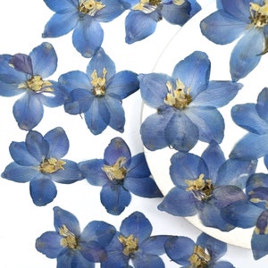 May include: Dried blue delphinium flowers with yellow centers are scattered on a white surface. The flowers have multiple petals and are arranged in a visually appealing pattern. The image showcases the natural beauty of the dried flowers.