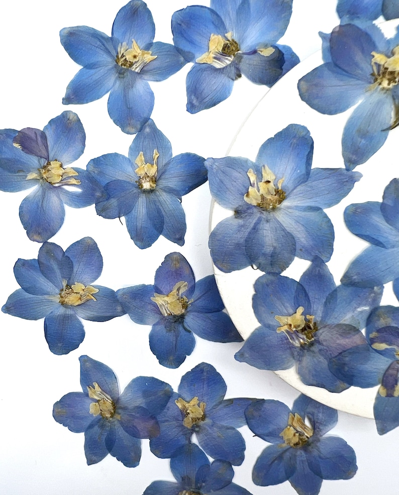 May include: Dried blue delphinium flowers with yellow centers are scattered on a white surface. The flowers have multiple petals and are arranged in a visually appealing pattern. The image showcases the natural beauty of the dried flowers.