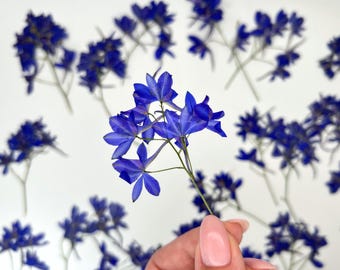 Flores azules prensadas, Flores secas, Flores prensadas, Manualidades, Flores secas amarillas, Flores secas para resina, Flores silvestres
