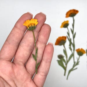 May include: A close-up of a bright yellow calendula flower with a green stem and leaves. The flower is held in a hand, with other similar flowers in the background. The petals are a vibrant orange-yellow.