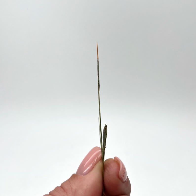 May include: A close-up of a thin, dried plant stem with a dark green base and a slender, brown stalk. The tip is a vibrant orange color. The plant is held by a person with a light pink nail polish.