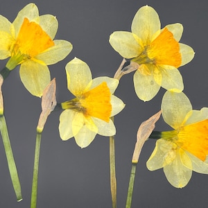 Fiori di narciso essiccati, fiori gialli essiccati, fiori selvatici essiccati, narcisi essiccati, fiori essiccati pressati, fiori essiccati per lavori artigianali