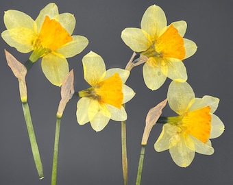 Daffodil dried flowers, Yellow  dried flowers, Dried wildflowers, Dried Narcissus, Pressed dried flowers, Dried flower for craft