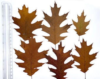Oak leaves, Autumn leaves, Dried leaves, Real pressed dried leaves, Pressed flowers, Grenery for craft