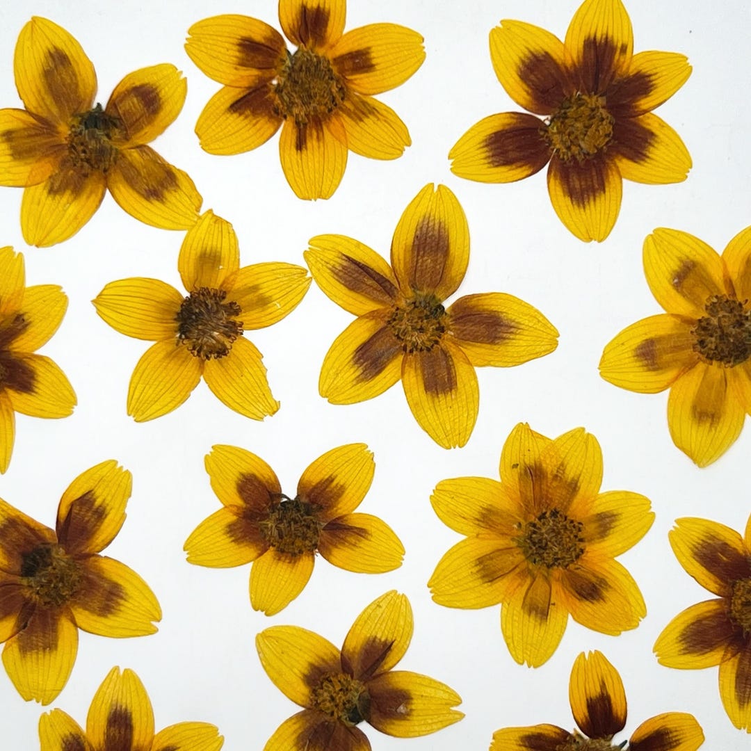 Yellow Pressed Flowers, Real Flowers, Dried Flowers, Pressed Flowers ...