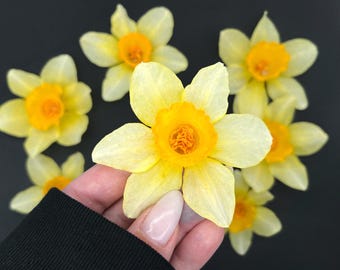 Daffodil dried flowers, Yellow  dried flowers, Dried wildflowers, Dried Narcissus, Voluminous flowers, Dried flower for candles