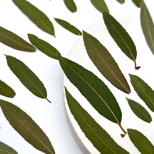 Puede incluir: Un plato blanco con hojas verdes dispuestas en un patrón circular. Las hojas son de diferentes tamaños y formas, y algunas se superponen.