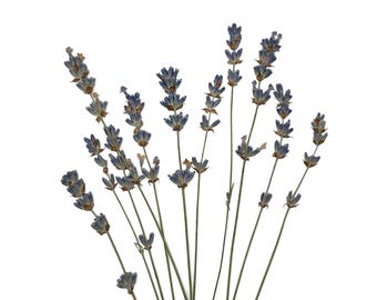Lavender, Real Lavender Pressed Dried Flowers, SET of 10-20-50