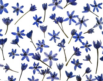 Blue snowdrops, Real pressed dried flowers, Dried flowers, Real pressed dried leaves, Pressed flowers, Blue flowers for craft