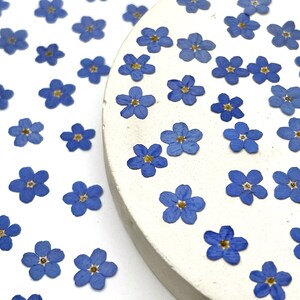May include: A collection of small, pressed forget-me-not flowers with five vibrant blue petals and a tiny yellow center. The dried flowers are scattered across a white surface and partially arranged on a smooth, circular, off-white stone disc.