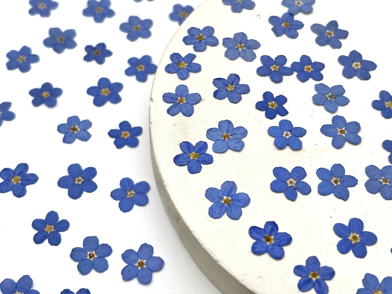 May include: A collection of small, pressed forget-me-not flowers with five vibrant blue petals and a tiny yellow center. The dried flowers are scattered across a white surface and partially arranged on a smooth, circular, off-white stone disc.
