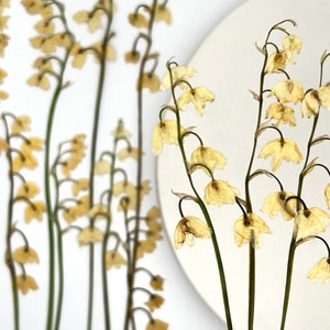 Lilies of the valley pressed flowers, Dried flowers, Pressed flowers, Craft, Yellow dried flowers, Dried flowers for resin