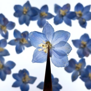 May include: A close-up of a light blue flower held by tweezers, with a circle of similar flowers in the background. The flower has delicate petals and a yellow center, set against a white backdrop. The image highlights the flower's intricate details.