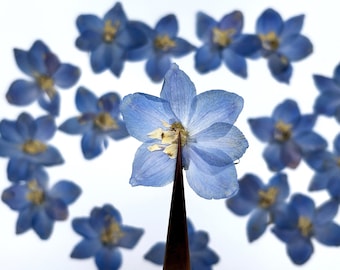 Blue dried flowers, Real pressed dried flowers, Dried flowers, Real pressed dried leaves, Pressed flowers, Blue flowers for craft