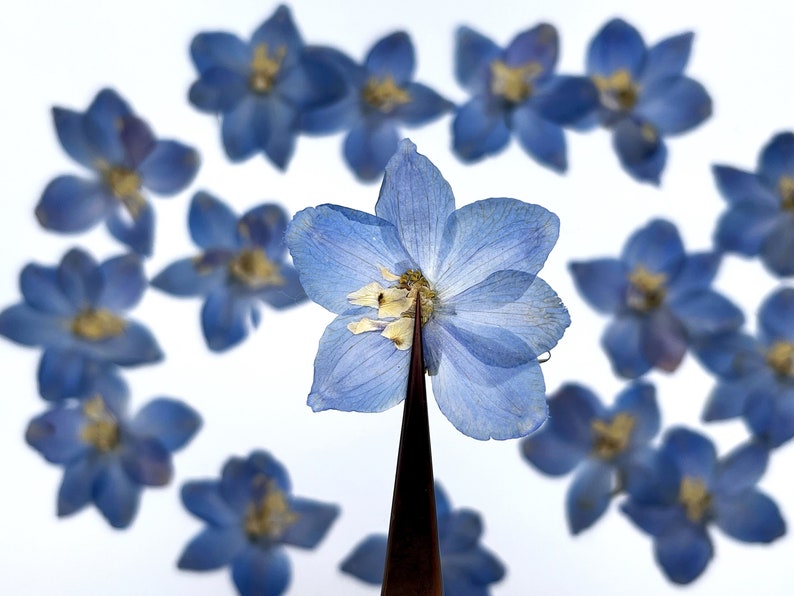 May include: A close-up of a light blue flower held by tweezers, with a circle of similar flowers in the background. The flower has delicate petals and a yellow center, set against a white backdrop. The image highlights the flower's intricate details.