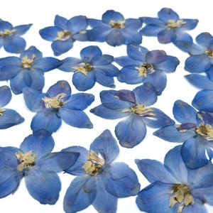 May include: A collection of dried blue delphinium flowers, each with five petals and a yellow center, scattered on a white background. The flowers are a vibrant blue, with some showing slight variations in color and texture.