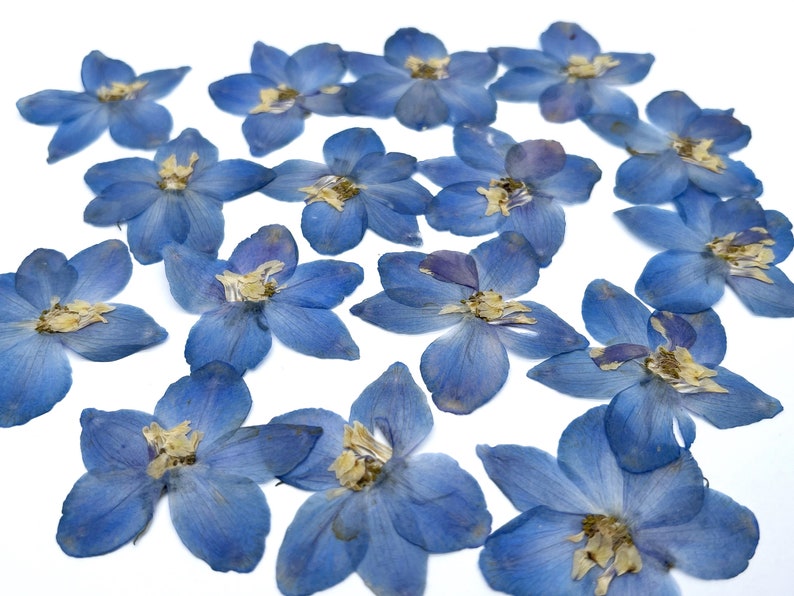 May include: A collection of dried blue delphinium flowers, each with five petals and a yellow center, scattered on a white background. The flowers are a vibrant blue, with some showing slight variations in color and texture.