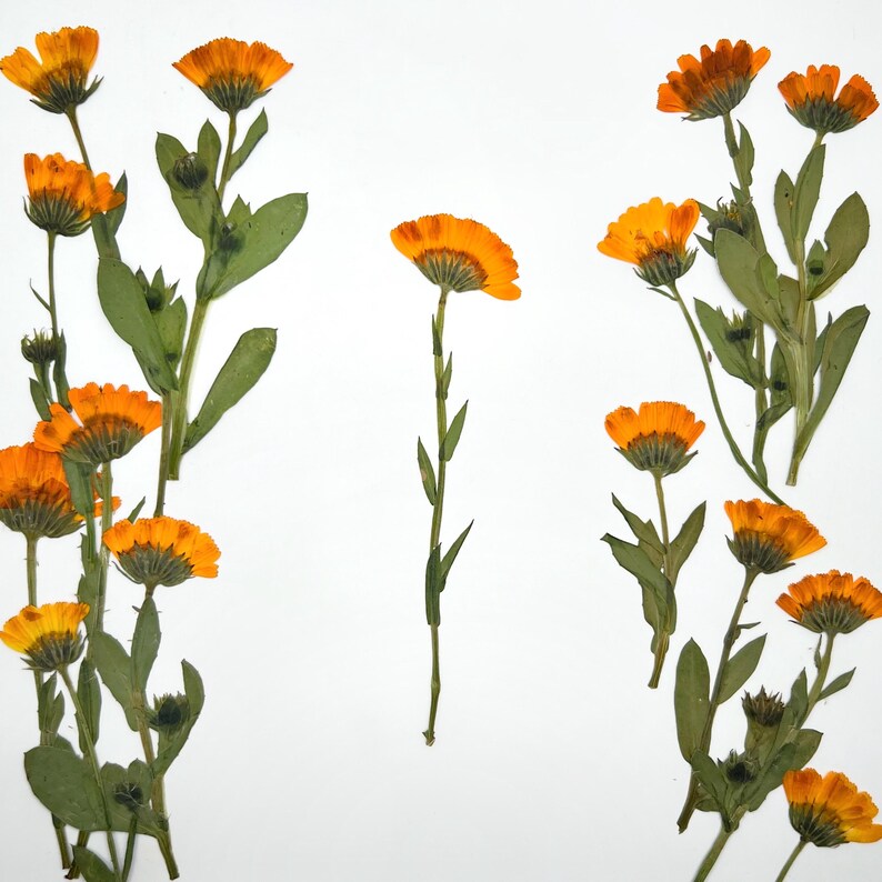 May include: Pressed calendula flowers with vibrant orange petals and green stems and leaves are arranged against a white background. The flowers are in various stages of bloom, showcasing their detailed textures and natural beauty. Ideal for crafting or botanical art.