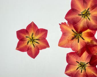 Tulip pressed flowers, Dried flowers, Pressed flowers