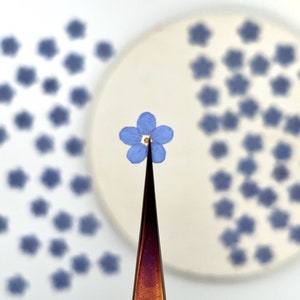 May include: A single small blue forget-me-not flower with five petals and a white center held by dark metal tweezers, with many additional identical pressed blue flowers scattered in the background on a white surface.
