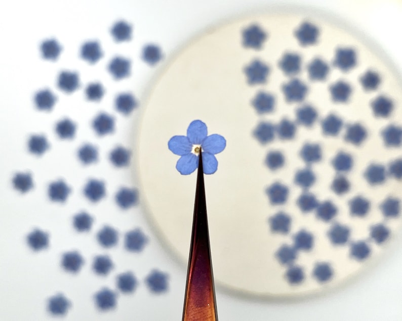 May include: A single small blue forget-me-not flower with five petals and a white center held by dark metal tweezers, with many additional identical pressed blue flowers scattered in the background on a white surface.