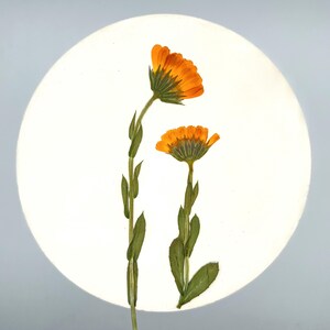 May include: Two orange calendula flowers with green stems and leaves are set against a white circular background. The flowers are in full bloom, showcasing their vibrant color and intricate petal arrangement. The image is well-lit, highlighting the natural beauty of the flowers.