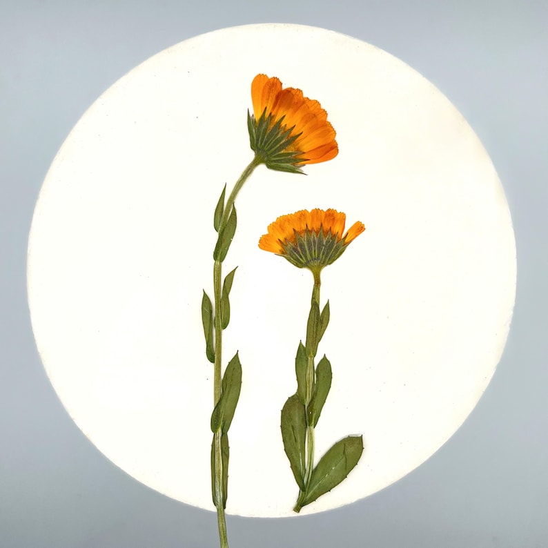 May include: Two orange calendula flowers with green stems and leaves are set against a white circular background. The flowers are in full bloom, showcasing their vibrant color and intricate petal arrangement. The image is well-lit, highlighting the natural beauty of the flowers.