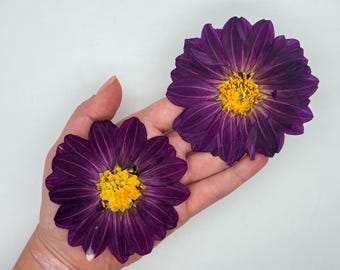 Dahlia Pressed Dried Flowers, SET of 3-5-10
