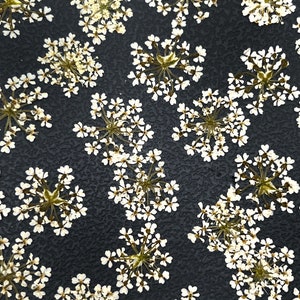 Può includere: Uno sfondo nero con un motivo di fiori secchi bianchi. I fiori sono disposti in modo simmetrico.