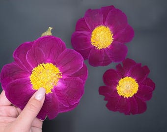 Real Peony, Dried flowers for craft