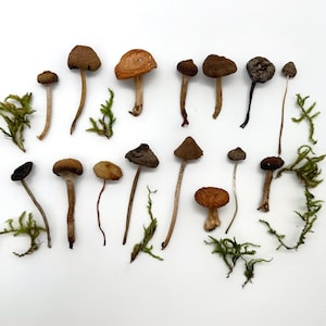 May include: An assortment of small, dried mushrooms with brown caps and slender stems, arranged on a white surface. Green moss accents are scattered around the mushrooms, creating a natural, earthy display. The mushrooms vary in size and shape.