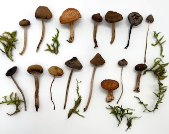 Small Tiny Dried Mushrooms, Natural Forest Mushrooms for Resin and Crafts
