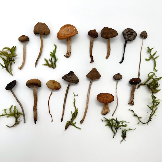 Small Tiny Dried Mushrooms, Natural Forest Mushrooms for Resin and Crafts