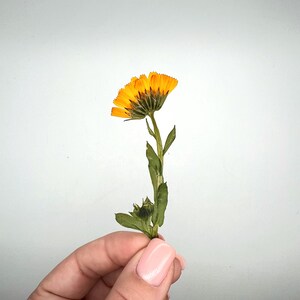 May include: A single, vibrant orange calendula flower with green stem and leaves. The flower is in full bloom, showcasing its layered petals. The image is set against a plain white background, highlighting the natural beauty of the flower.