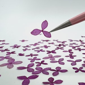 May include: A collection of small, pressed purple hydrangea petals scattered across a plain surface, with a pair of light pink tweezers holding a single three-petaled flower segment in the air to display its delicate, translucent texture.