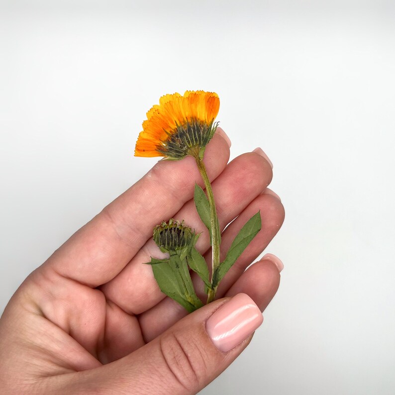 May include: A dried orange calendula flower with a dark center and green stem and leaves. The flower is held in a hand against a white background. The flower is in full bloom.