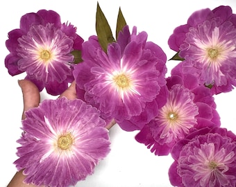 Real Peony, Dried flowers for craft