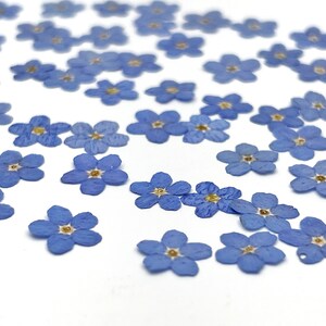 May include: A collection of numerous small, pressed forget-me-not flowers scattered across a white surface. Each flower features five delicate, light blue petals arranged in a circular pattern with a small, distinct yellow center at the core.