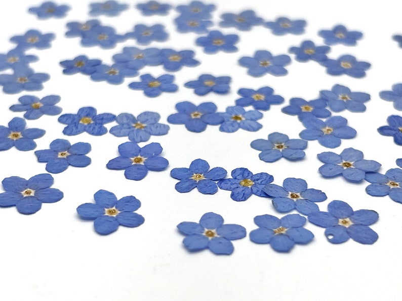 May include: A collection of numerous small, pressed forget-me-not flowers scattered across a white surface. Each flower features five delicate, light blue petals arranged in a circular pattern with a small, distinct yellow center at the core.