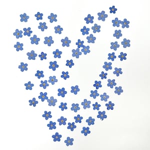 Forget me not flowers, Real pressed dried flowers, Dried flowers, Real pressed dried leaves, Pressed flowers, Blue flowers for craft image 5