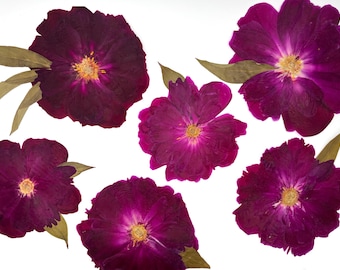 Peony real, Real pressed dried flowers, Dried flowers,  Pressed flowers