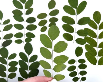 Acacia leaves, Real pressed dried flowers, Dried flowers, Real pressed dried leaves, Pressed flowers, Grenery for craft
