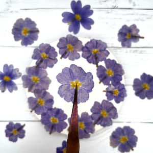 Primrose set of 30, Real pressed dried flowers, Dried flowers,  Pressed flowers, Red dried flowers for resin, Edible flower