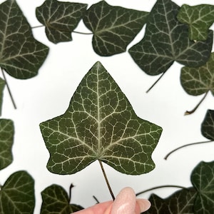 May include: Close-up of dark green ivy leaves with white veining against a white background. The leaves are in various sizes and shapes, with one leaf in focus. The leaves have a textured appearance.