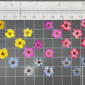 May include: A collection of small, pressed flowers in yellow, pink, purple, and blue, arranged on a gray grid mat with a ruler at the top and left side. Each flower features five petals and a dark center, displayed against the measurement markings.