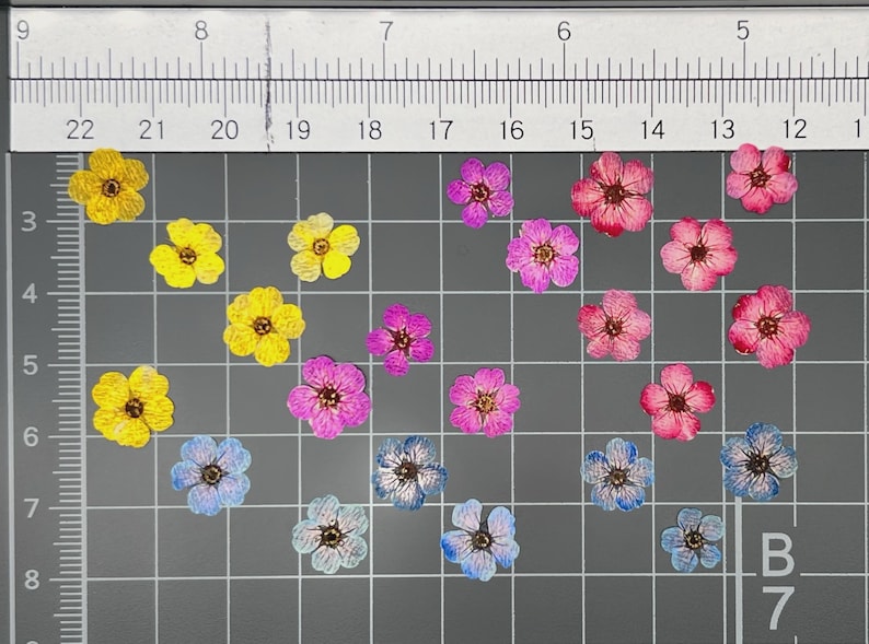 May include: A collection of small, pressed flowers in yellow, pink, purple, and blue, arranged on a gray grid mat with a ruler at the top and left side. Each flower features five petals and a dark center, displayed against the measurement markings.